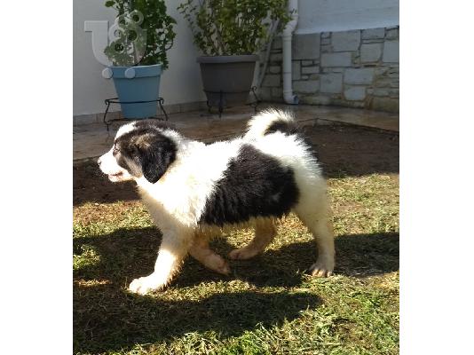Ελληνικό Ποιμενικό Αρσενικό / Greek Shepherd Puppy